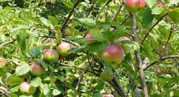 Charakteristika a popis odrůdy dubnové jabloně, oblasti pro pěstování a odolnost vůči chorobám